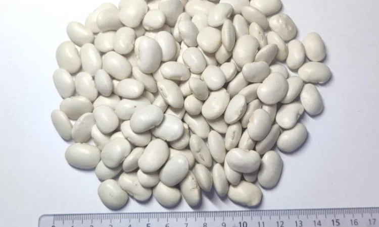 Продам квасолю сорту Бандоля - фото № 1