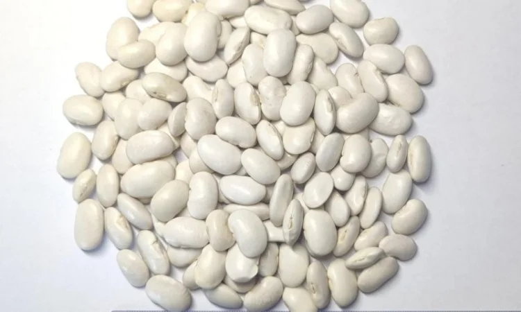 Продам квасолю сорту Бандоля - фото № 2