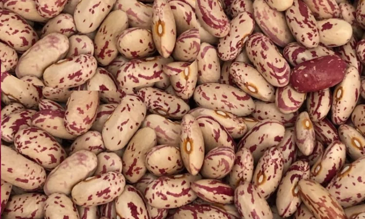 Продаж високоякісної квасолі - фото № 1