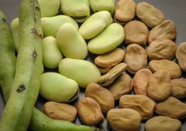 Продаємо квасолю різних сортів - фото № 1