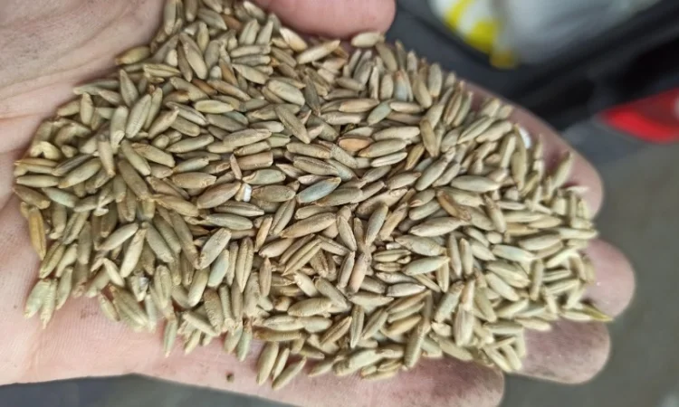 Продажа зерна: отходы и мучка - фото № 2