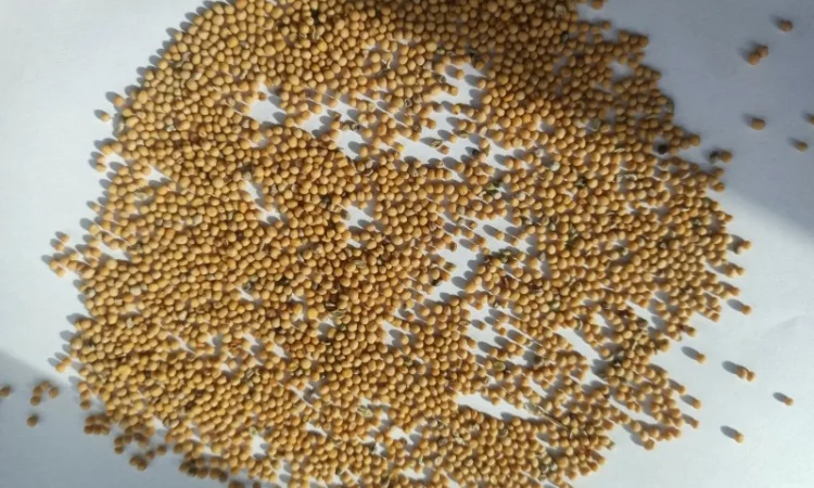 Продажа зерна: отходы и мучка - фото № 3