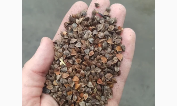 Продажа зерна: отходы и мучка - фото № 5