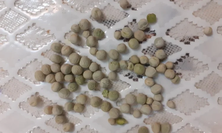 Продам горох - фото № 1