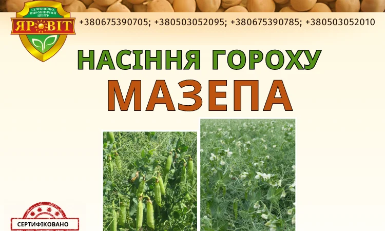 Насіння гороха безлисточкового короткостеблового сорту - фото № 1