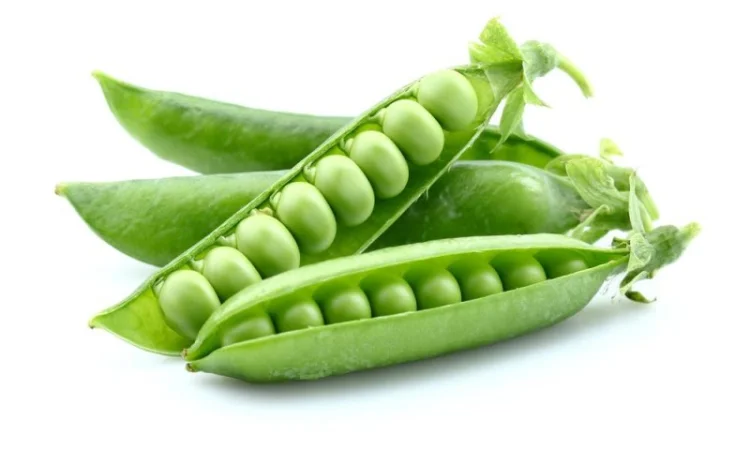 Продажа семян жёлтого гороха сорта Астронавт (СН-1) - фото № 1