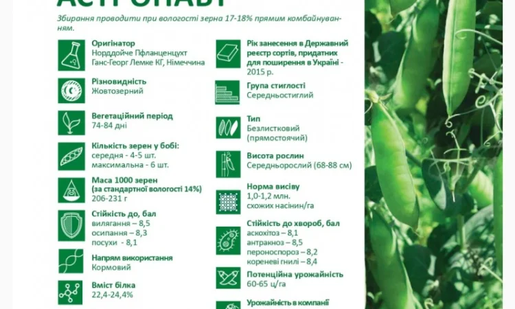 Продажа семян жёлтого гороха сорта Астронавт (СН-1) - фото № 2
