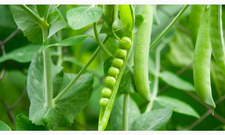 Продается семена жёлтого гороха ЕСО (СН-1) - фото № 1