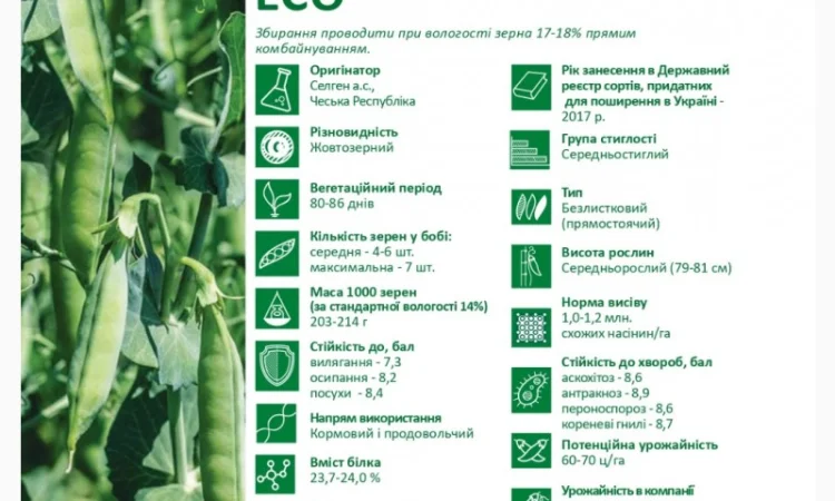 Продается семена жёлтого гороха ЕСО (СН-1) - фото № 2