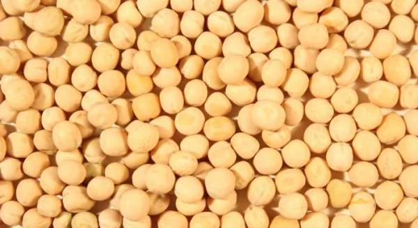 Семена желтого гороха сорт АСТРОНАВТ 1 репрод - фото № 1