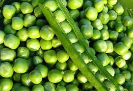 Горох Меценат еліта у продажу - фото № 1