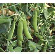 Горох Глянс элита - фото № 1