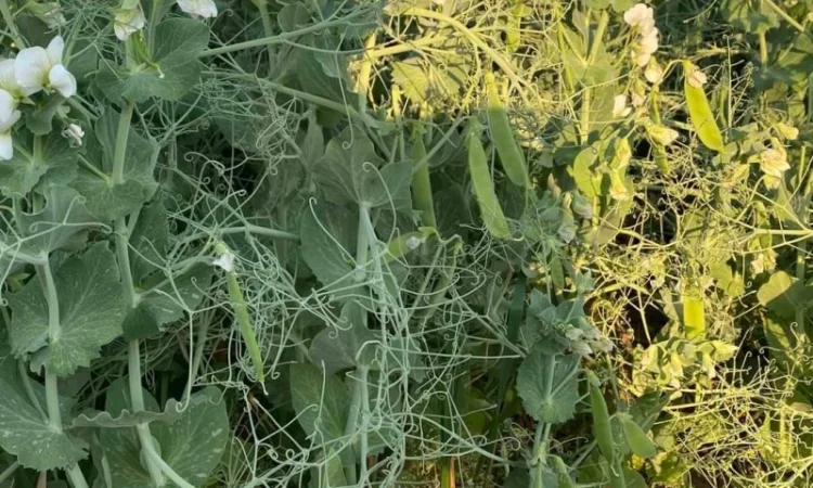 Озимый горох "НС Мороз" - высокоурожайный сорт - фото № 3