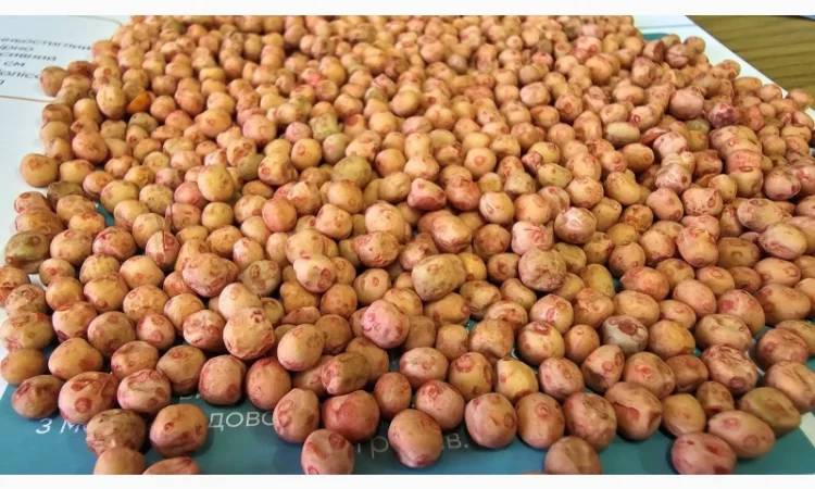 Насіння озимого гороху сорт Нс Мороз 1 репродукція - фото № 1