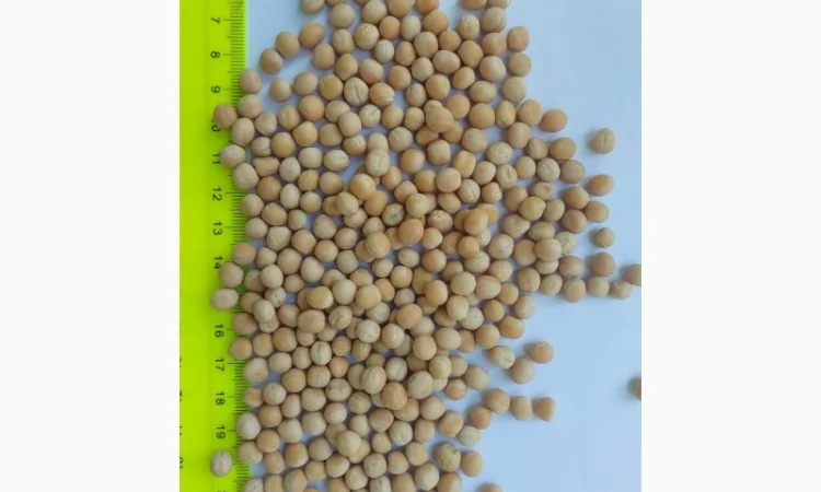 Горох жовтий на продажу - фото № 1