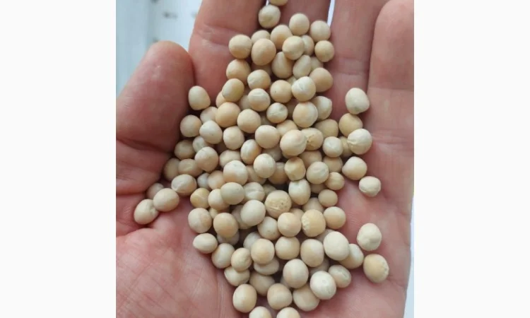 Горох жовтий на продажу - фото № 2