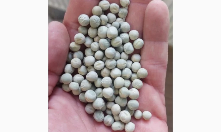 Горох зеленый, 150 тонн в наличии - фото № 2