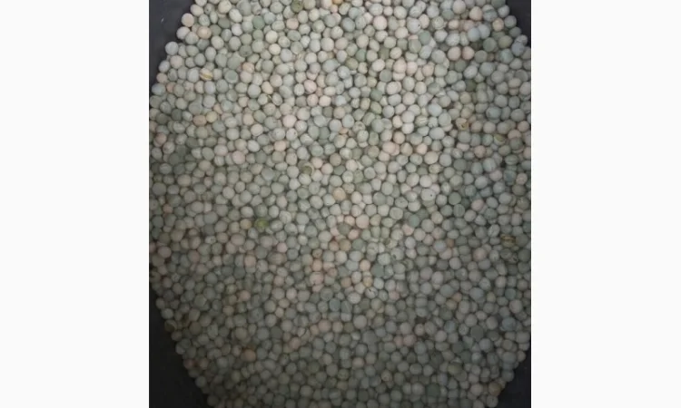 Продажа гороха от поставщика, объем 110 тонн - фото № 9