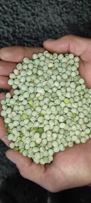 Продам горох. Від постачальника з 100 тонн - фото № 1