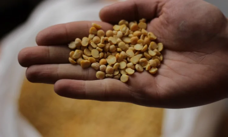 Продам горох. Від постачальника з 100 тонн - фото № 2