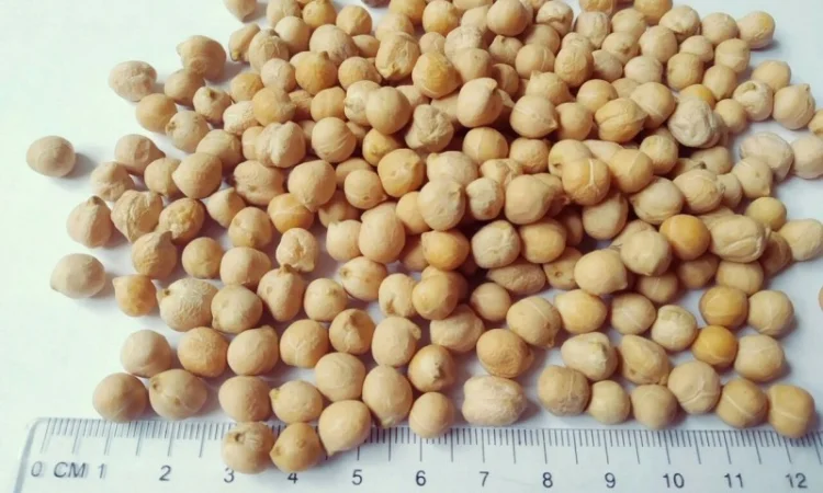 Продам горох. Від постачальника з 100 тонн - фото № 6