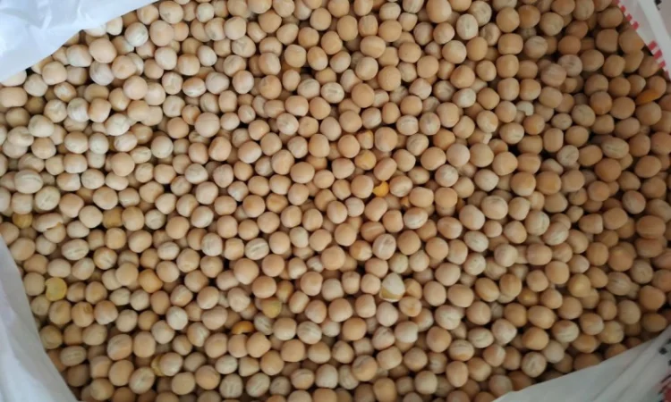 Продам горох. Від постачальника з 100 тонн - фото № 7