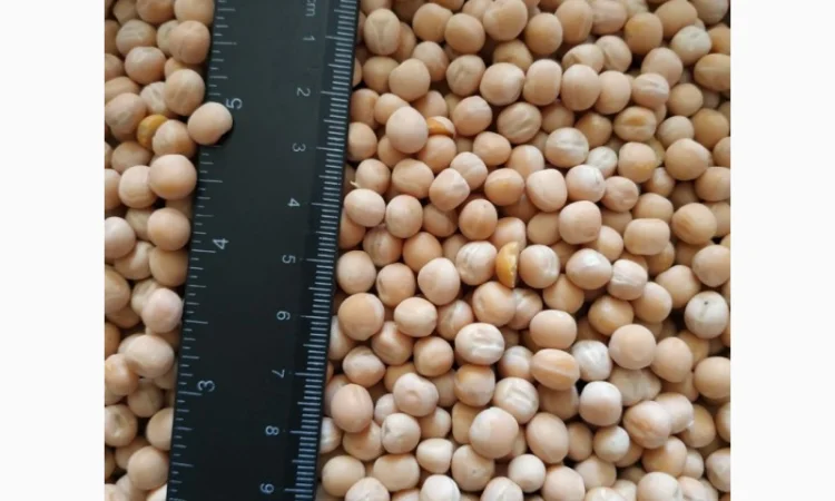 Продам горох. Від постачальника з 100 тонн - фото № 8