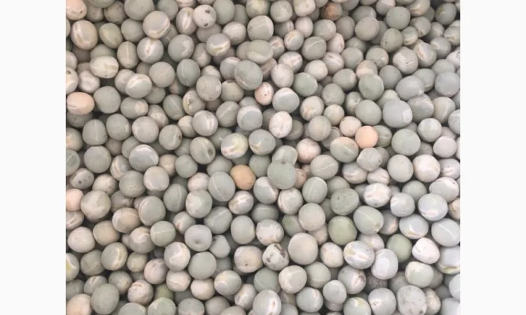 Продам горох. Від постачальника з 100 тонн - фото № 10