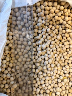 Продам горох. Від постачальника з 100 тонн - фото № 11