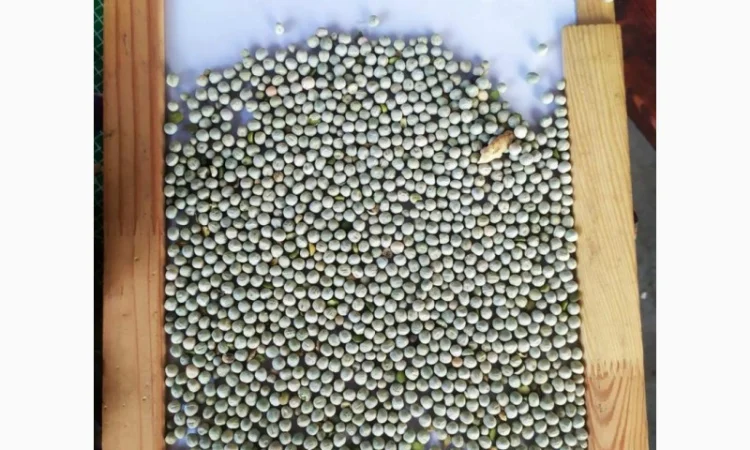 Продам сорго красное 50т., горох зелёный 50т., нут не калиброванный 66т., фасоль черная 23т - фото № 1