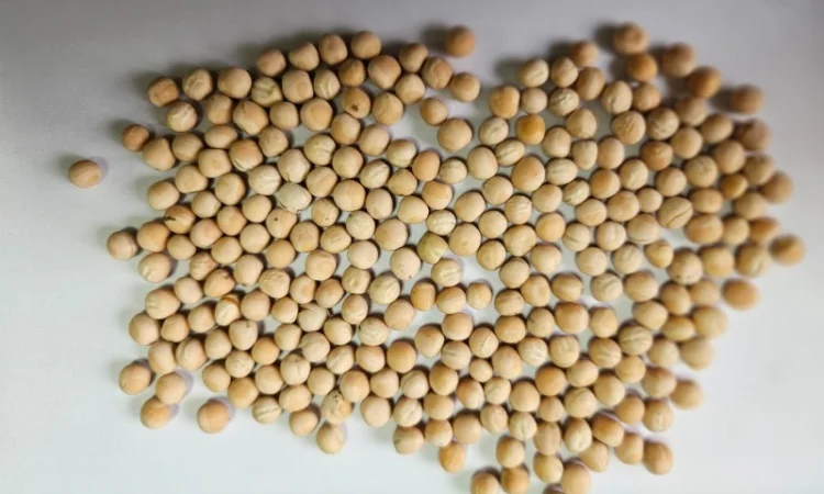 Продам Насіння Ярого Гороху - фото № 1