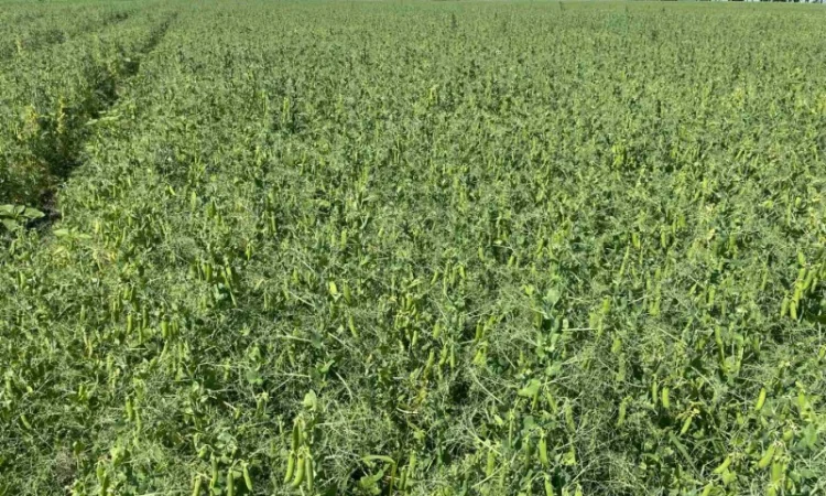 Насіння гороха Оплот – продаж - фото № 2