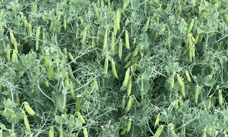 Насіння гороха Оплот – продаж - фото № 3