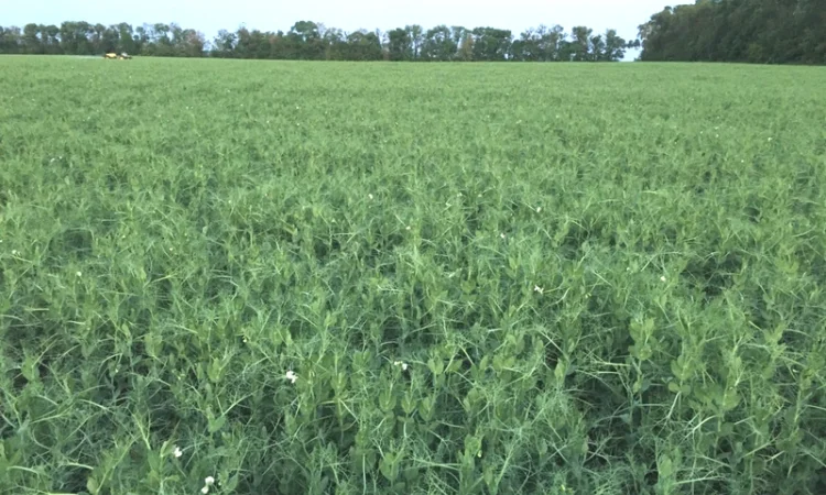 Насіння гороха Оплот – продаж - фото № 4