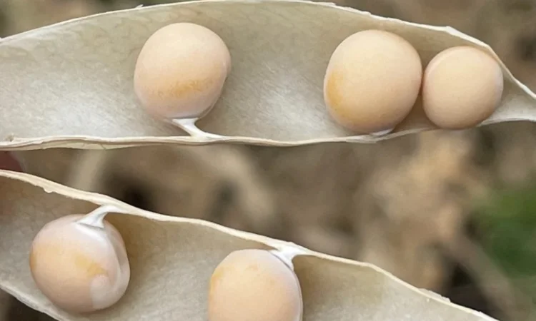 Насіння гороха Оплот – продаж - фото № 5