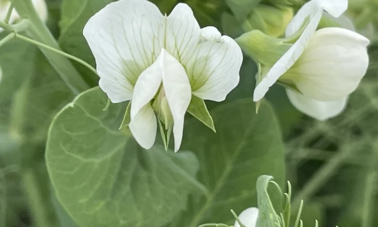 Горох посевной Оплот – сорт для вашего урожая - фото № 2