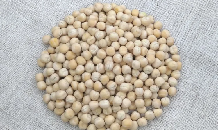 Горох посевной Оплот – сорт для вашего урожая - фото № 1