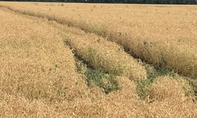 Горох посевной Оплот – сорт для вашего урожая - фото № 4