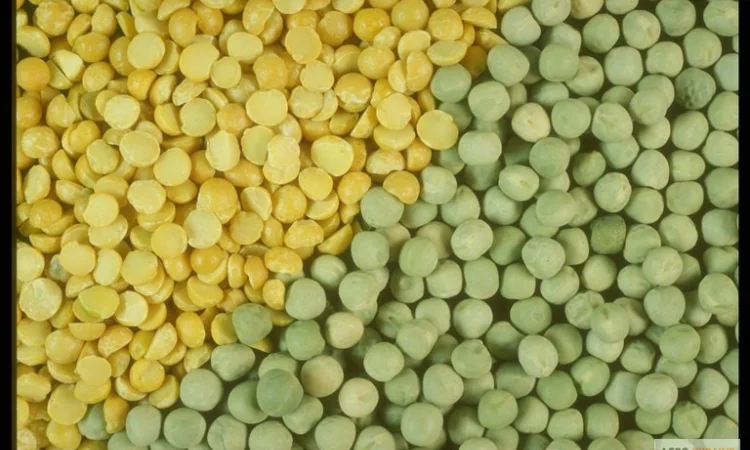 Купую жовтий та зелений горох, половинки і відходи - фото № 1