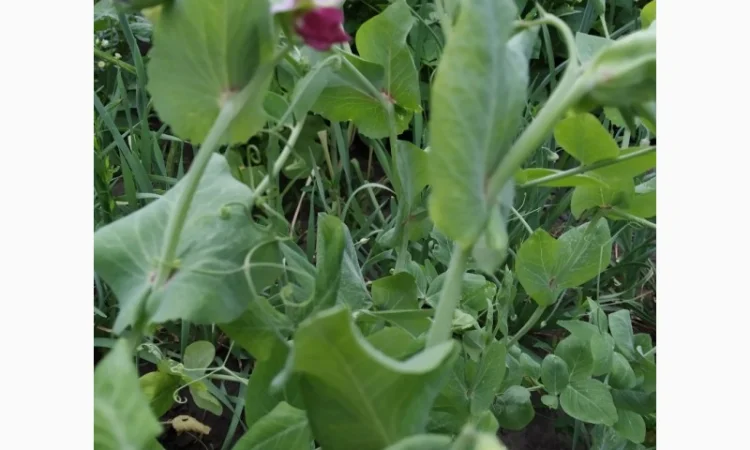 Редкие сорта гороха.Тетрагонолобус, Синий нос, Серый рижский - фото № 1