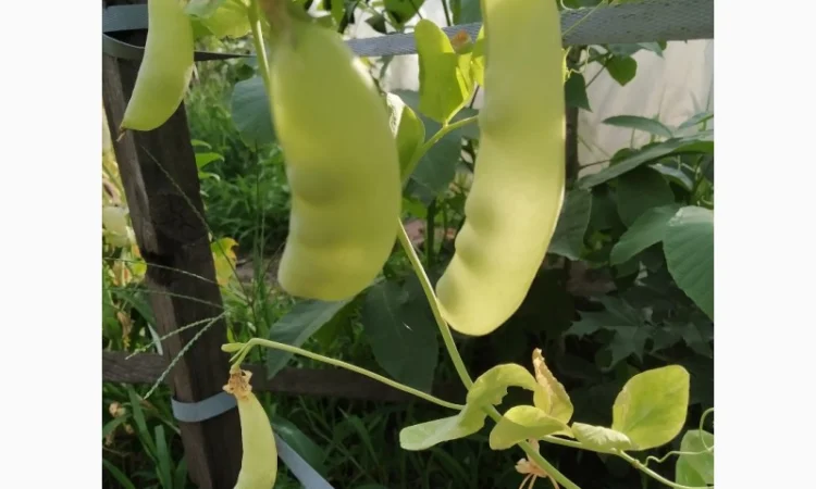 Редкие сорта гороха.Тетрагонолобус, Синий нос, Серый рижский - фото № 2