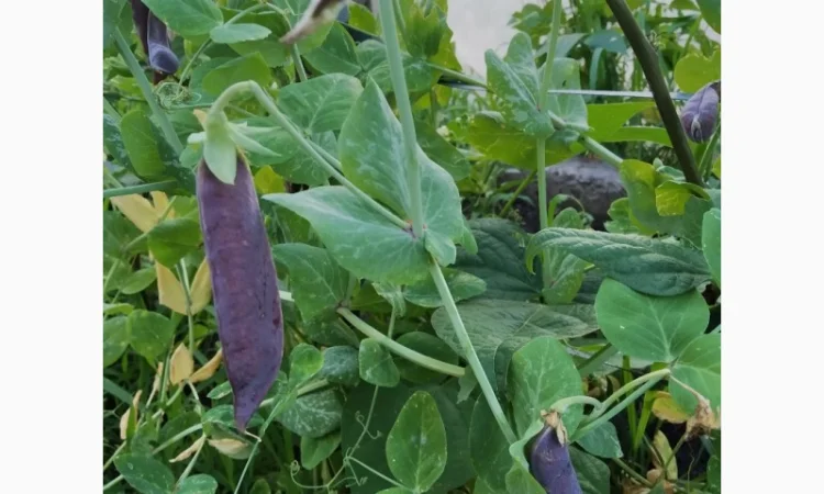 Редкие сорта гороха.Тетрагонолобус, Синий нос, Серый рижский - фото № 3