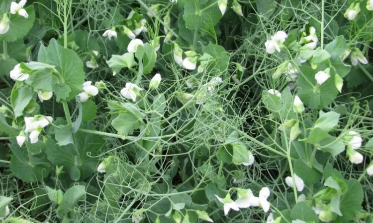 Семена озимого гороха НС Мороз – высокоурожайный сорт - фото № 1