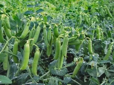 Семена озимого гороха НС Мороз – высокоурожайный сорт - фото № 2