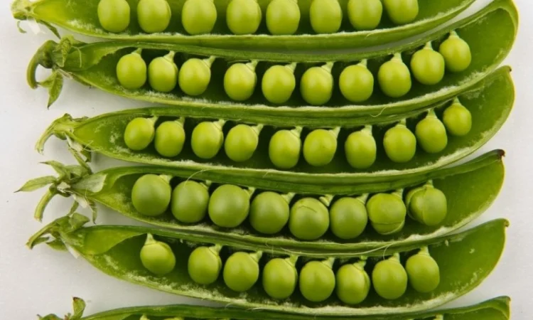 Горох насіння сорт "Оплот" 1р - фото № 1