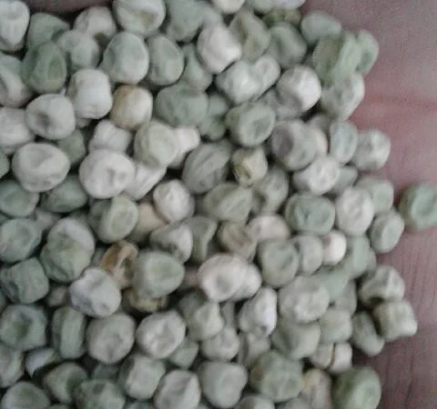 Продам горох сахарный Альфа, Одесская обл, Большой Дальник - фото № 1