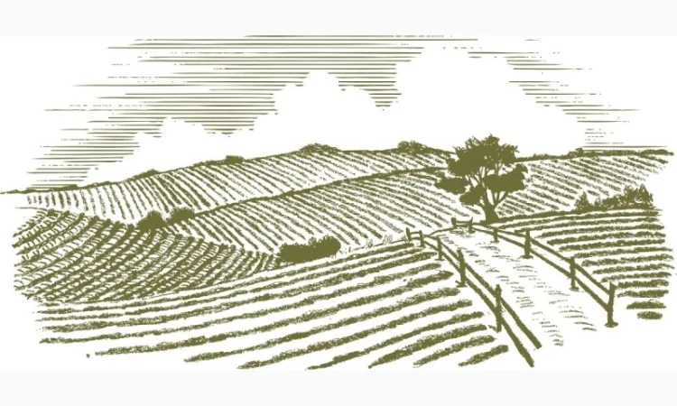 Купуємо горох на переробку з самовивозом протягом року - фото № 1