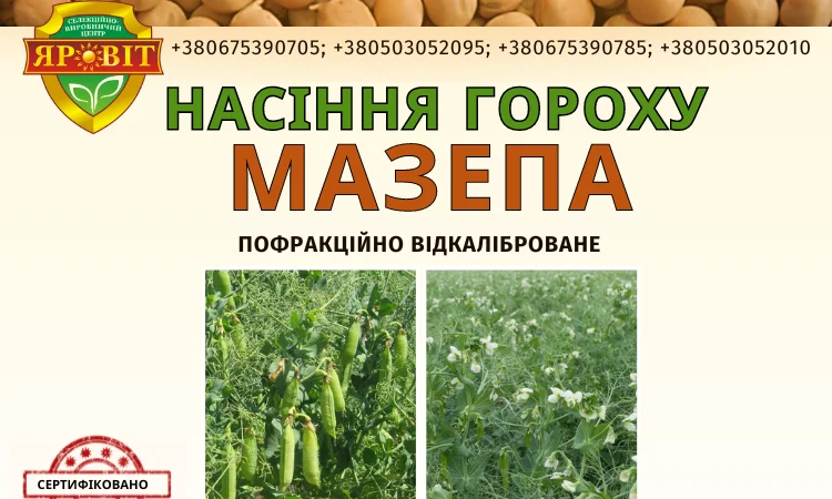 Горох посевной среднего срока созревания - фото № 1