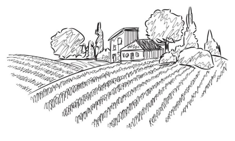 Закупаем любой горох для переработки - фото № 1