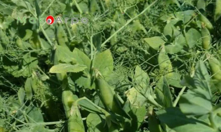 Горох НС Мороз – ультра ранній сорт - фото № 1